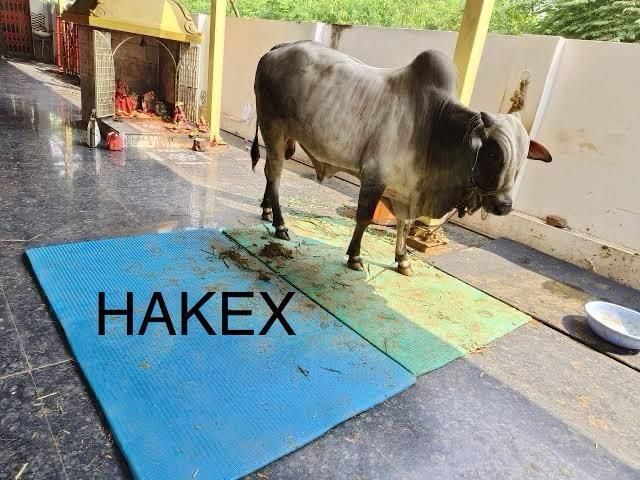 hakex Cow Mat-Waterproof Rubber Mat 8*5 Feet BPA Free For Horse Cow, Dog, Hamster, Guinea Pig, Miniature Pig Pet Mat-picture-32