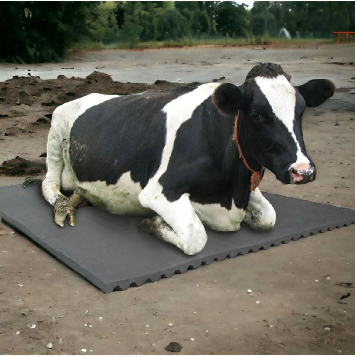 hakex A96Black Cow Mat For all animals, BPA Free, Easy Clean And Waterproof Size 8*5 | Cow, Hamster Pet Mat-picture-30