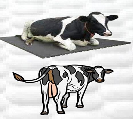 ursus |HEAVYHY| COW MAT Long Lasting Ethylene Vinyl Acetate BPA Free Easy Clean Cow, Dog, Hamster, Guinea Pig, Miniature Pig Pet Mat-picture-24