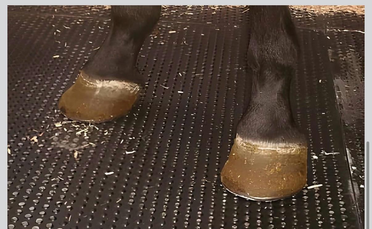 ginti Farm Choice Cow Mat Long Lasting Flooring for Dairy Sheds Cat, Cow, Dog, Guinea Pig, Hamster, Miniature Pig, Rabbit, Tortoise Pet Mat-picture-23