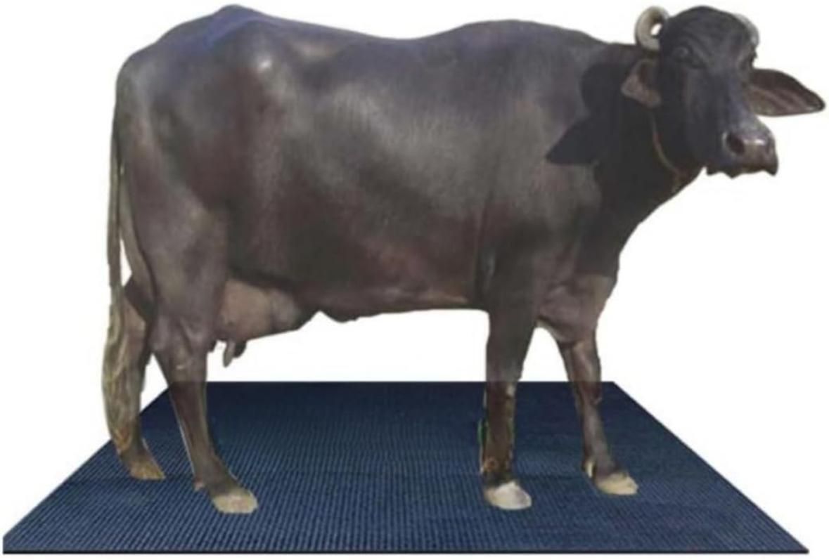 hakex Cow Mat_Waterproof Rubber Mat 8*5 Feet BPA Free For Horse Cow, Dog, Hamster, Guinea Pig, Miniature Pig Pet Mat-picture-24