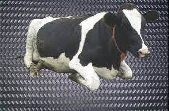 ursus jindal Long Lasting Cow Mat, use for Buffalo Bull and Horses (8X5) BPA Free Cow, Dog, Hamster, Guinea Pig, Miniature Pig Pet Mat-picture-32
