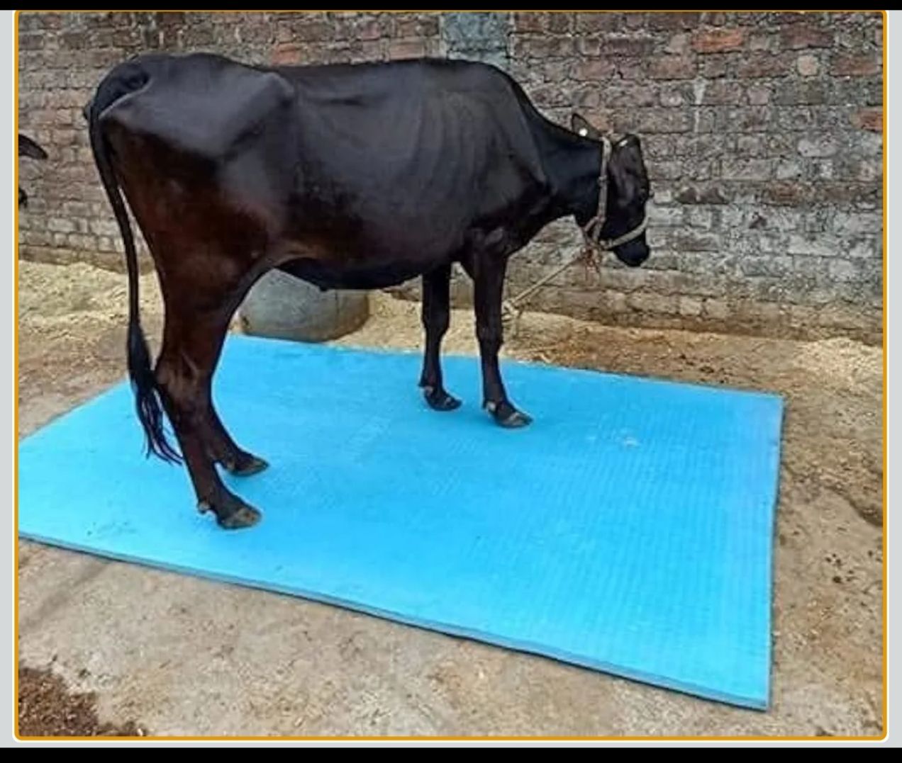004 Cow, Dog, Hamster, Guinea Pig, Miniature Pig Pet Mat-image-10