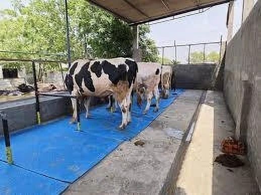 lcarno Cow Mat Waterproof Rubber mat 8×5 feet BPA Free for Horse, Cow, Buffalo 24 mm Cow, Dog, Hamster, Guinea Pig, Miniature Pig Pet Mat-picture-33