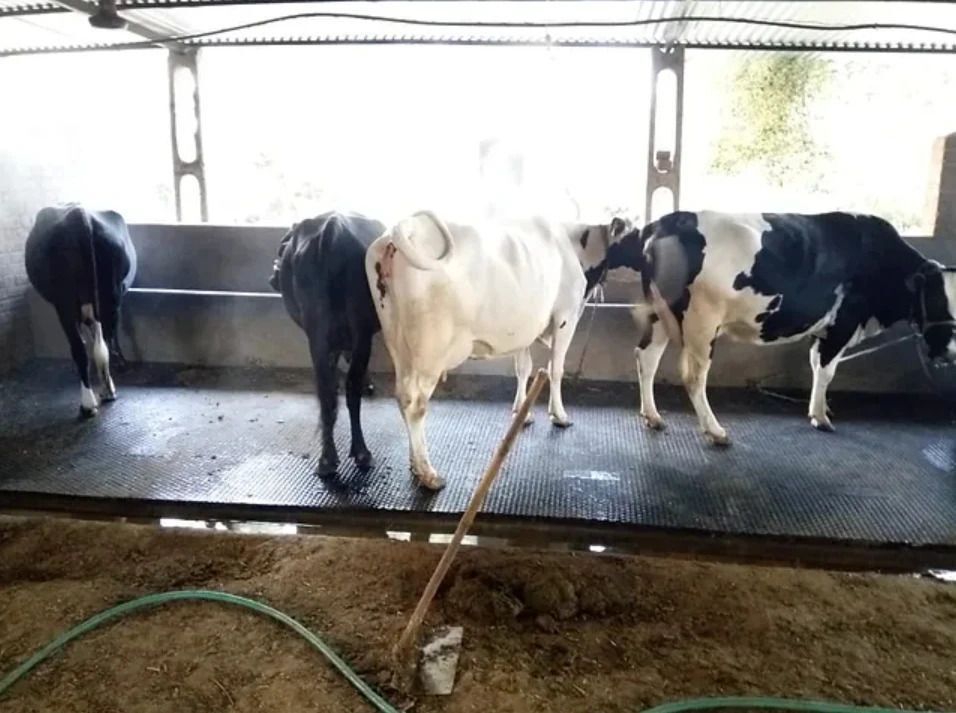 LAKHANI Cow Mat, BPA Free, Non Slip Rubber Mat, Easy to Clean & Waterproof Cow, Dog, Hamster, Guinea Pig, Miniature Pig Pet Mat