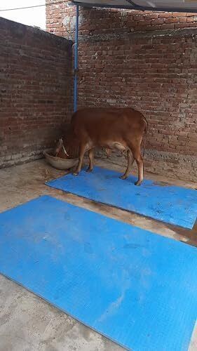 jindal king Long Lasting Ethylene Vinyl Acetate Free Waterproof With Raised Edges Cow, Dog, Hamster, Guinea Pig, Miniature Pig Pet Mat-picture-46