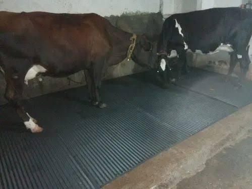 hakex Mat for Cow, Buffalo, Bull,Horse, Rubber Mat for All Animal ( black)(8*5) Cow, Hamster Pet Mat-picture-34