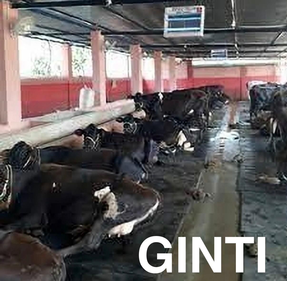 ginti Cow Housing Rubber Flooring Solution Cat, Cow, Dog, Guinea Pig, Hamster, Miniature Pig, Rabbit, Tortoise Pet Mat-picture-10