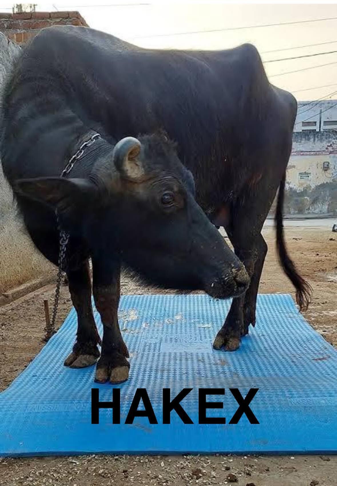 hakex COW MAT-Waterproof Rubber-Blue4 (Mat 8*5 Feet) BPA Free For Horse- | Cow, Dog, Hamster, Guinea Pig, Miniature Pig Pet Mat-picture-19