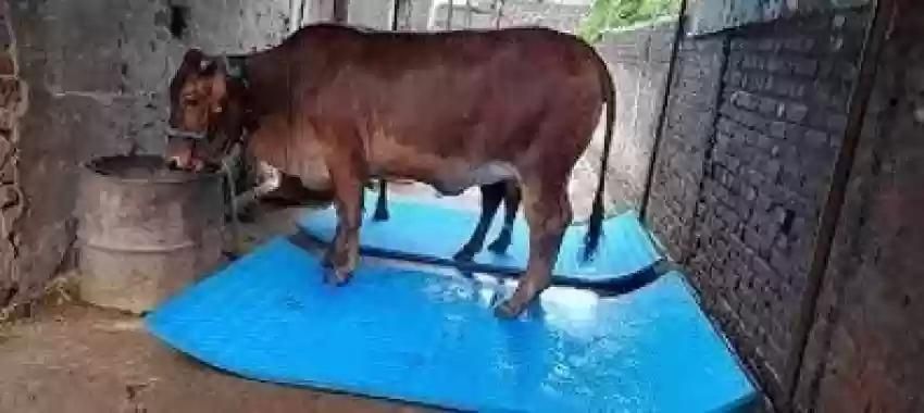hakex COW MAT-Waterproof Rubber(Mat 8*5 Feet)BPA Free For Horse-H Cow, Dog, Hamster, Guinea Pig, Miniature Pig Pet Mat-picture-30