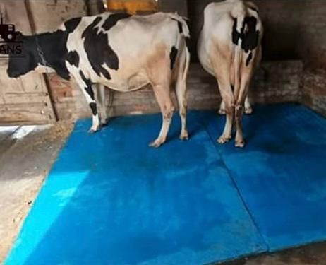 dogifys COW MAT-Waterproof Rubber(Mat 8*5 Feet)BPA Free For Horse-D Cow, Dog, Hamster, Guinea Pig, Miniature Pig Pet Mat-picture-12