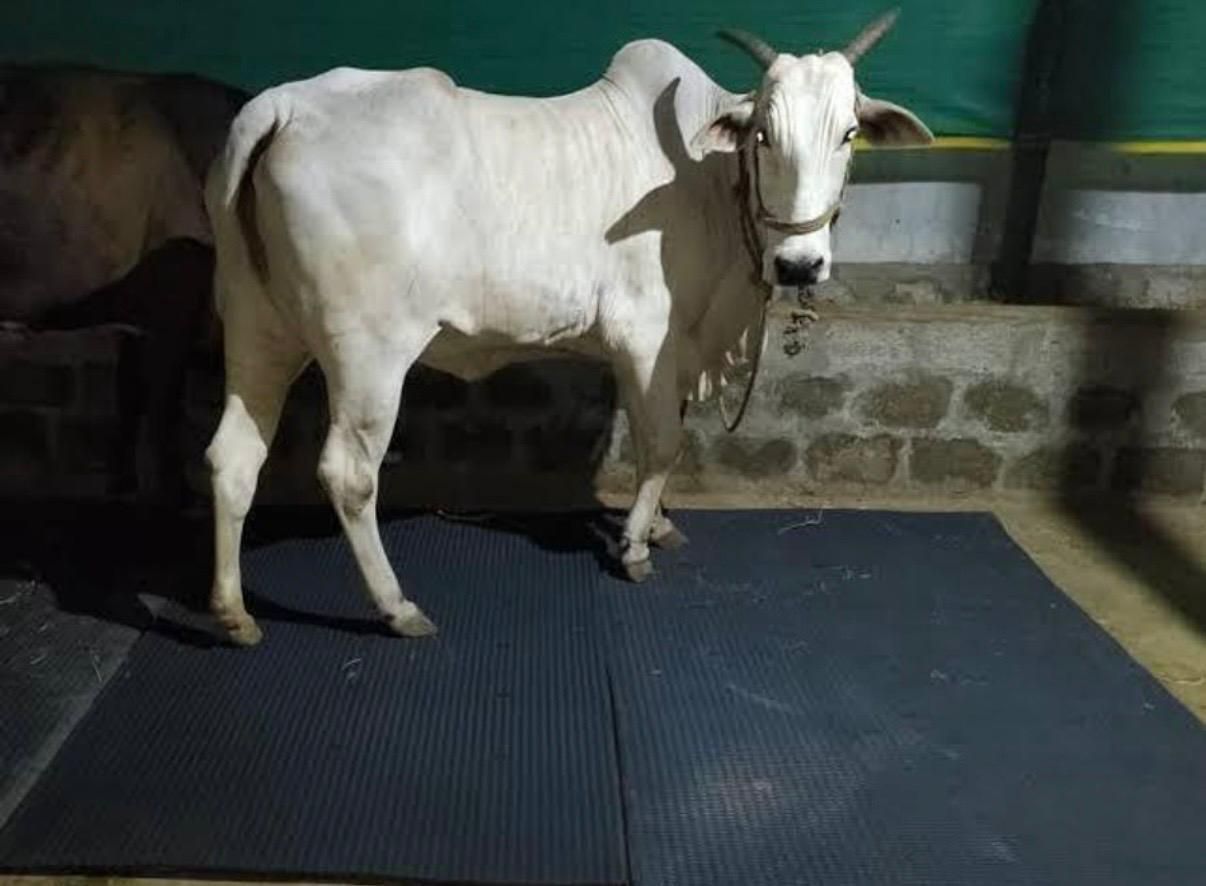 Strong Grip Rubber Mat for Cattle and Buffalo Cat, Cow, Dog, Guinea Pig, Hamster, Miniature Pig, Rabbit, Tortoise Pet Mat-image-34