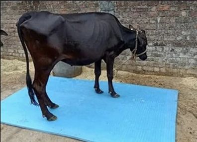 BLUE COLOR COW MAT HAEVY QUALITY FOR Cow, Cat, Dog, Guinea Pig, Hamster, Miniature Pig Pet Mat-image-37
