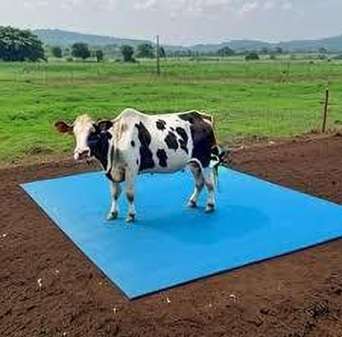 hakex Cow Mat Waterproof-Rubber-Mat 8*5 Feet BPA Free For Horse | Cow, Dog, Hamster, Guinea Pig, Miniature Pig Pet Mat-picture-34