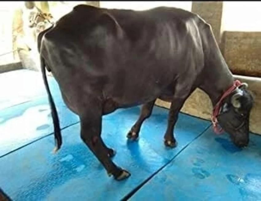 COW MAT-Waterproof Rubber(Mat 8*5 Feet)BPA Free For Horse-E Cow, Dog, Hamster, Guinea Pig, Miniature Pig Pet Mat-image-36