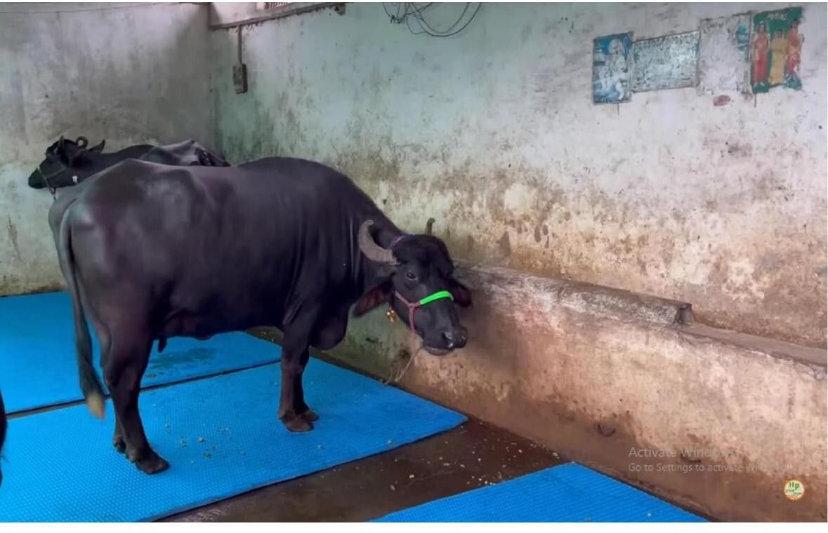 hakex Cow Mat Waterproof Rubber Mat 8*5 Feet BPA Free For Horse | | Cow, Dog, Hamster, Guinea Pig, Miniature Pig Pet Mat-picture-22