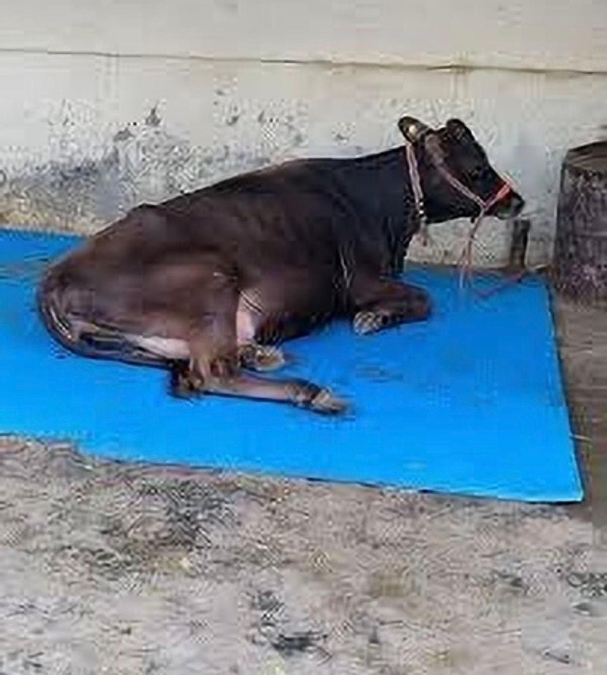 ginti Anti Slip Rubber Cow Mat for Cattle Shed Buffalo Housing Flooring(Blue) Cat, Cow, Dog, Guinea Pig, Hamster, Miniature Pig, Rabbit, Tortoise Pet Mat-picture-33