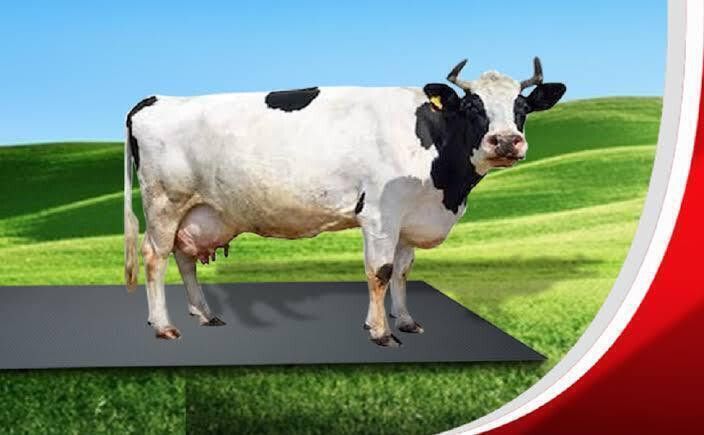 haryana king Feeding Mat For all animals, BPA Free, Easy Clean, Dishwasher Safe, Waterproof Cow, Dog, Hamster, Guinea Pig, Miniature Pig Pet Mat-picture-45