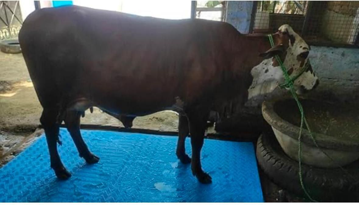 hakex COW MAT-Waterproof Rubber(Mat 8*5 Feet)BPA Free For Horse-L Cow, Dog, Hamster, Guinea Pig, Miniature Pig Pet Mat-picture-19