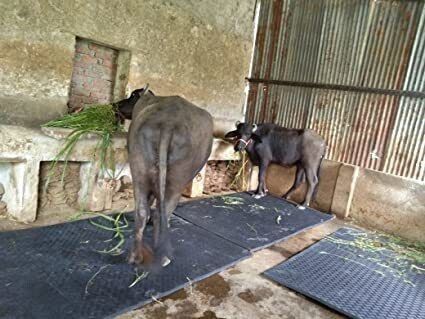 haryana king Buffalo, Bull, Rubber Mat for Animal (Premium, Black) Cow, Dog, Hamster, Guinea Pig, Miniature Pig Pet Mat-picture-12