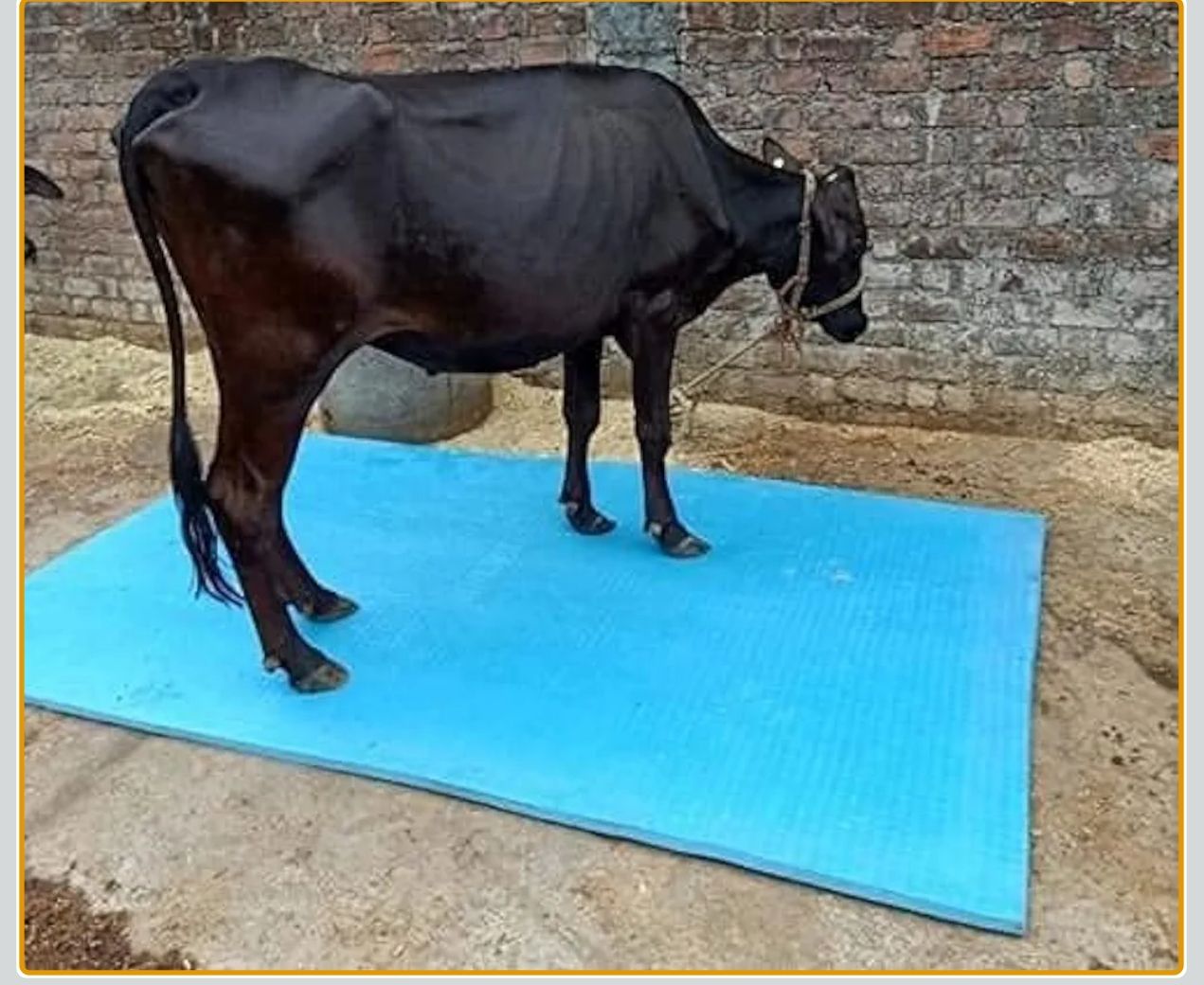 jindalmat 001 Cow, Hamster, Guinea Pig, Dog, Miniature Pig Pet Mat-picture-25