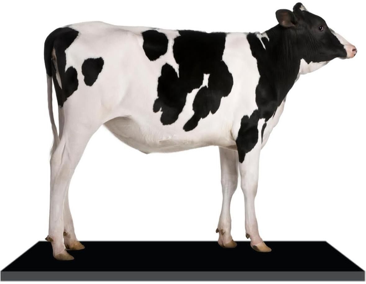 hakex A52Black Cow Mat For all animals, BPA Free, Easy Clean And Waterproof Size 8*5 | Cow, Hamster Pet Mat-picture-16