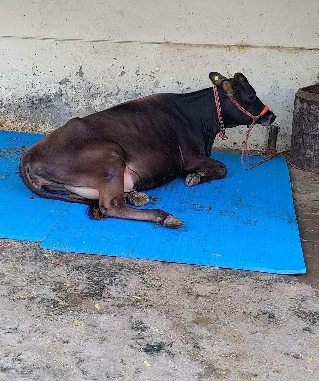 Cow Mat Waterproof Rubber Mat 8*5_Feet BPA Free For Horse Cow, Dog, Hamster, Guinea Pig, Miniature Pig Pet Mat-image-44