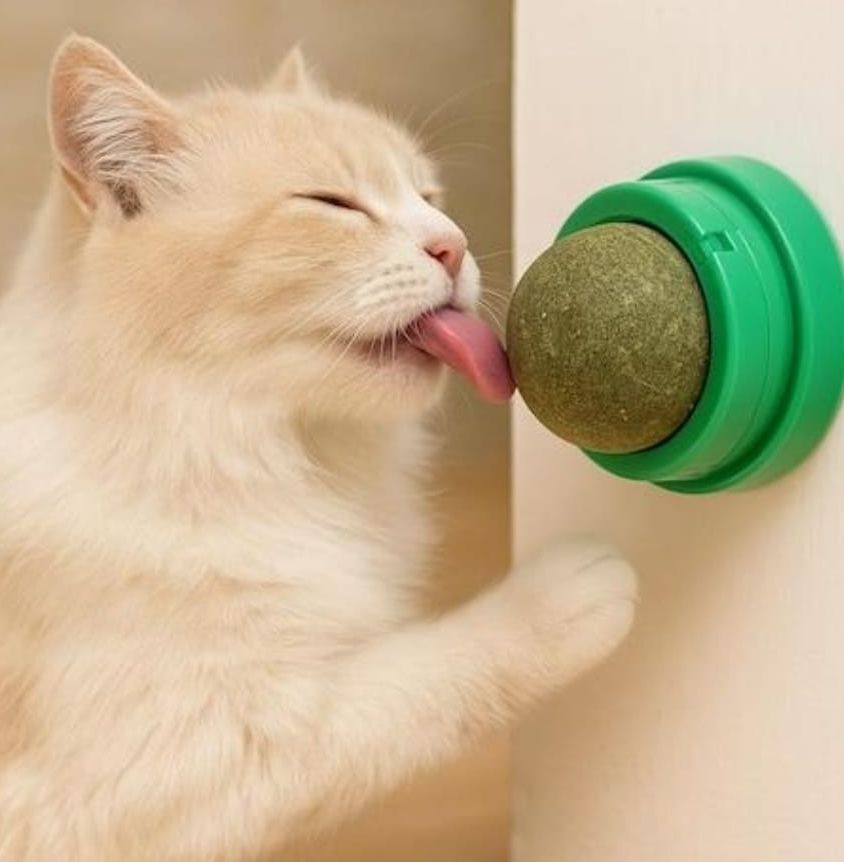 fa pet prodect Crab catnip ball toy Fiber, Plastic Ball, Treat Dispensing Toy, Training Aid, Chew Toy For Dog & Cat-picture-44