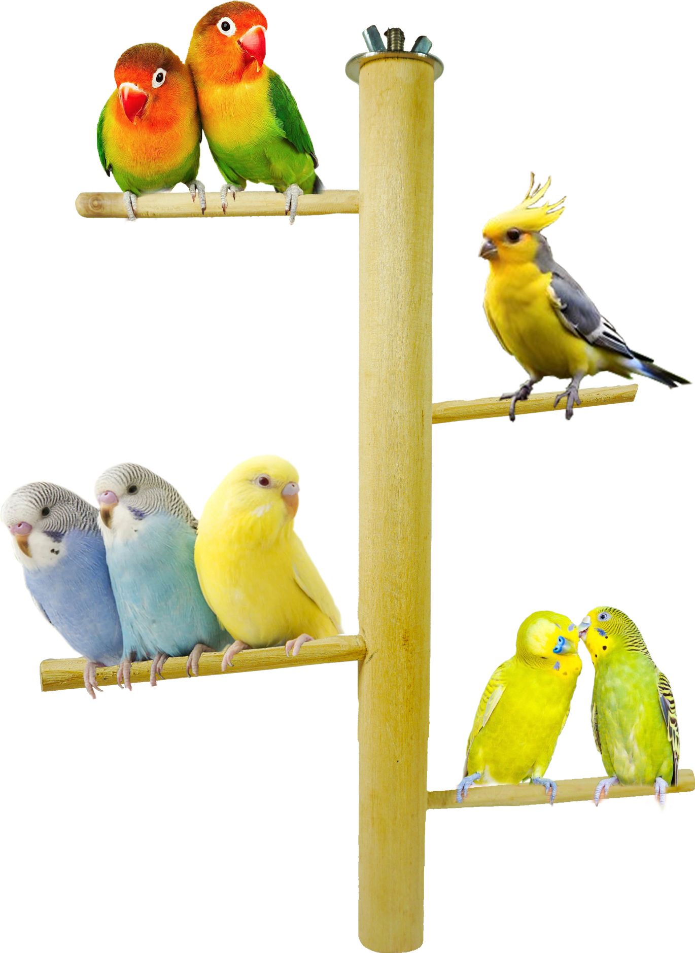 addy Wooden Perch, Stick For Bird-picture-15