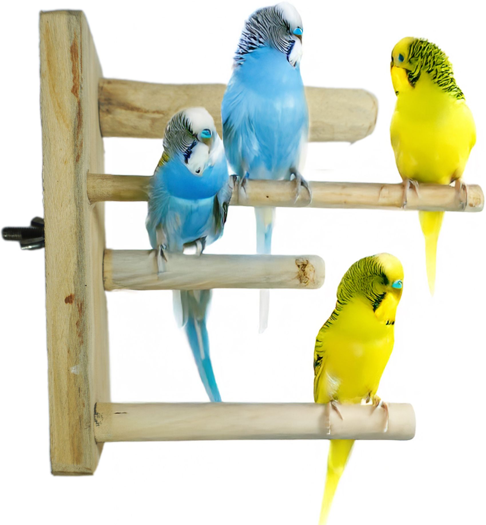 Addy Bird Perch Wooden Perch, Stick, Training Aid For Bird-picture-27