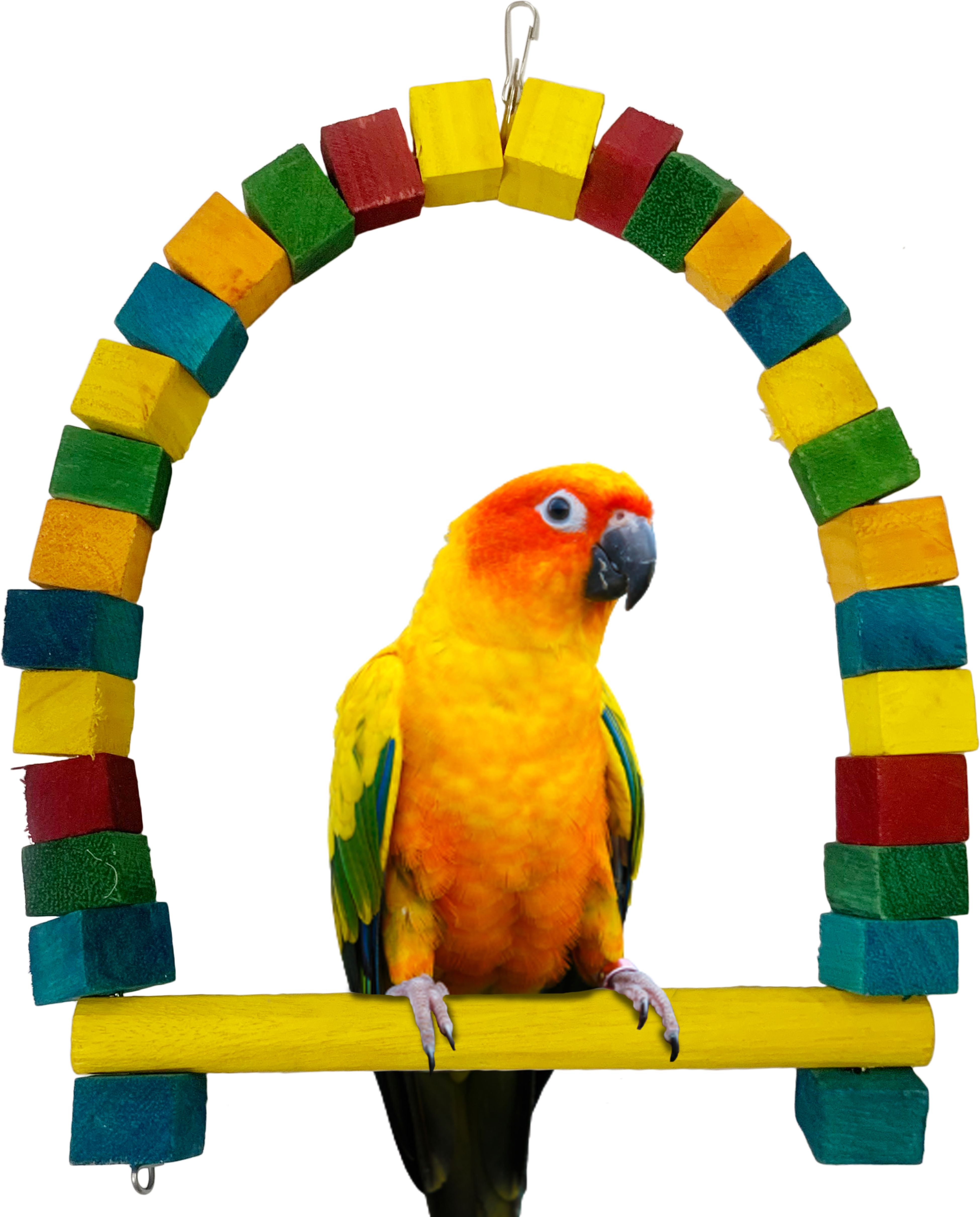 congo natural parrot treat Colored 12 Inch Swing For Conure, Amazon And Other Birds Wooden Training Aid For Bird-picture-33