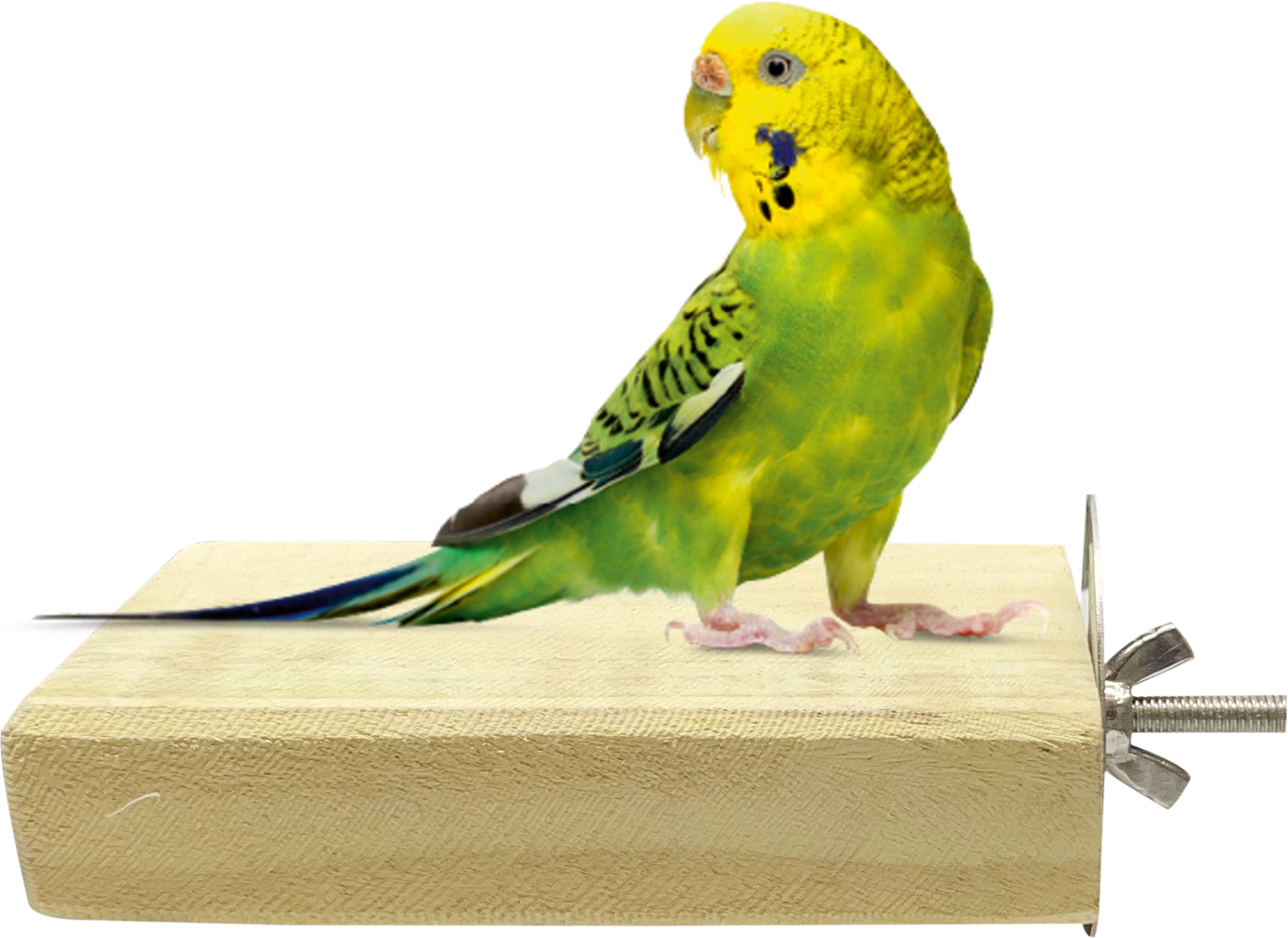 congo natural parrot treat 5 inch Chew-Safe Wood Sitting Platform Toy Wooden Tough Toy For Bird-picture-19