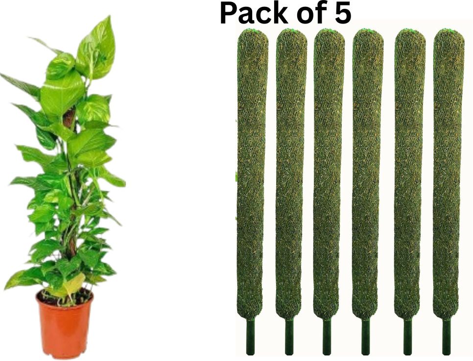 "Moss Stick Set of 5 – 2 Feet Tall, Eco-Friendly Support for Climbing Plants" Plant Container Set-image-38