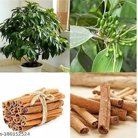 Cinnamon Plant-image-24