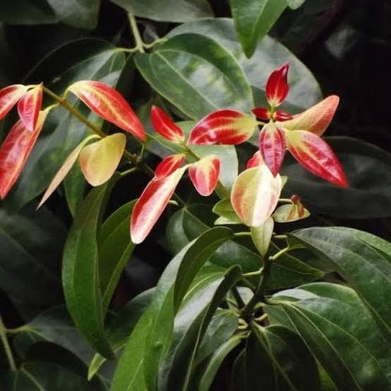 Cinnamon Plant-image-2