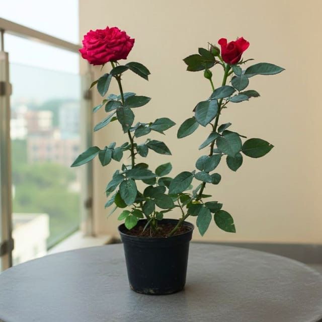 mummysshop Rose Plant-picture-13