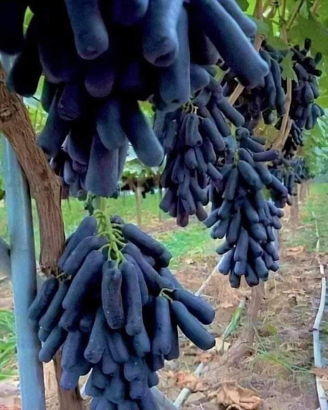 Grape Plant-image-37