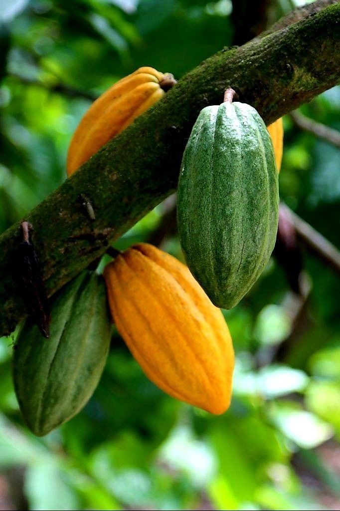 Cocoa Plant-image-32