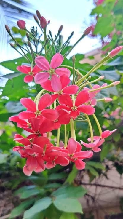 Madhumalti/Rangoon Creeper-image-9