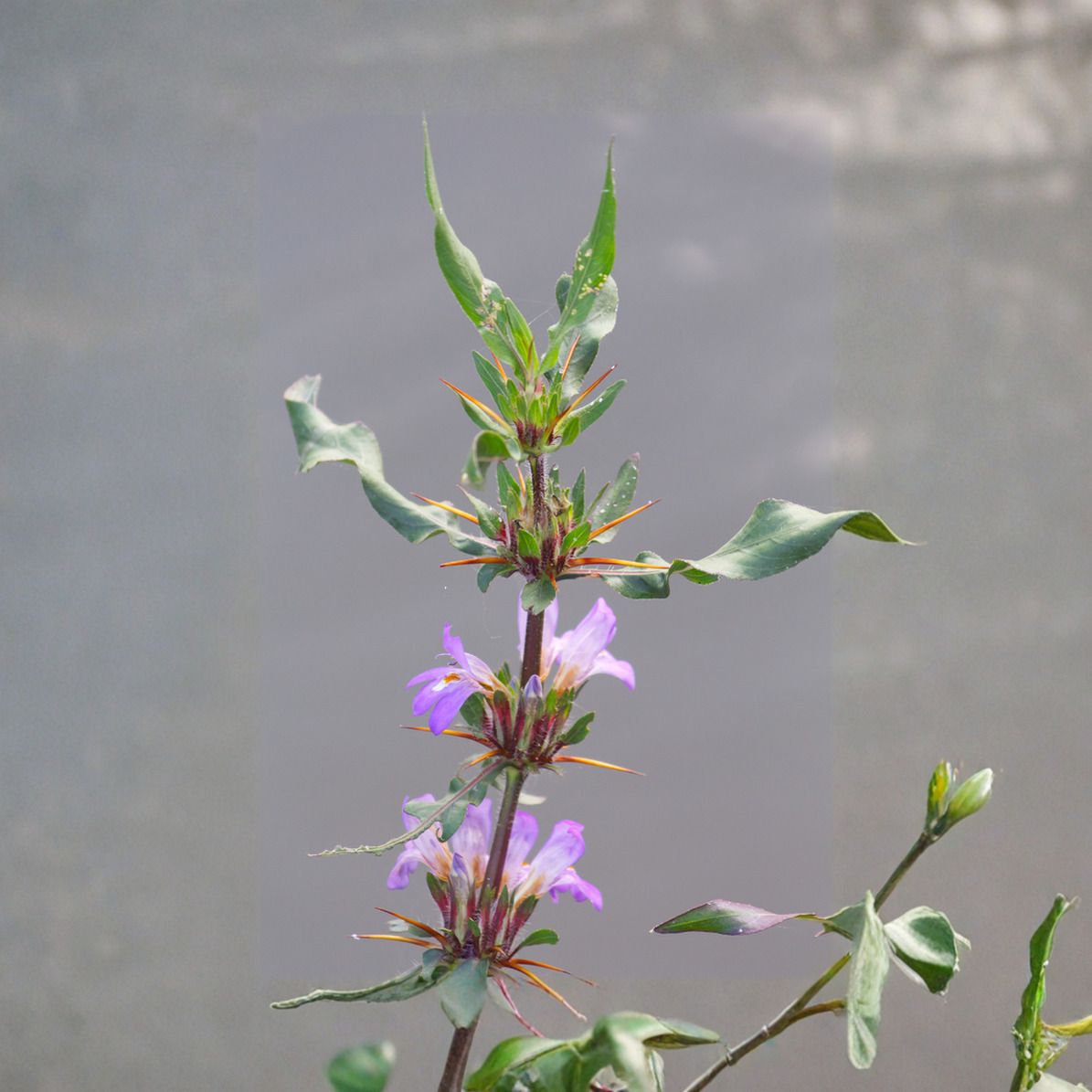 greenleavesshop Marsh Barbel Plant-picture-20