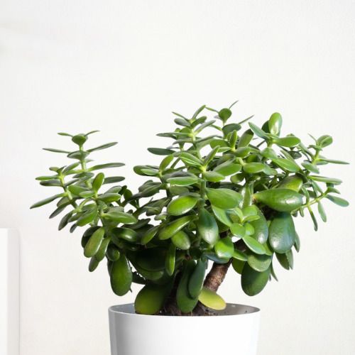 dey craft Jade Plant-picture-10
