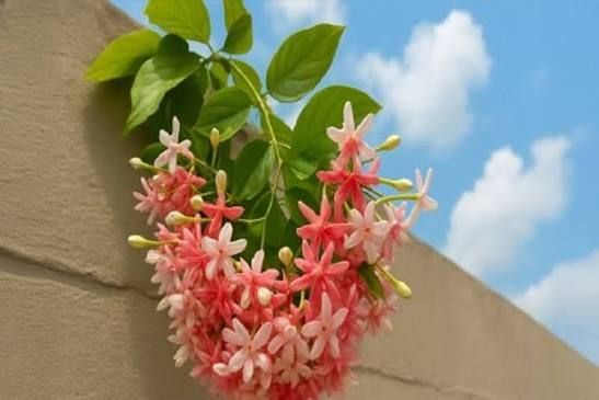 Madhumalti/Rangoon Creeper-image-7