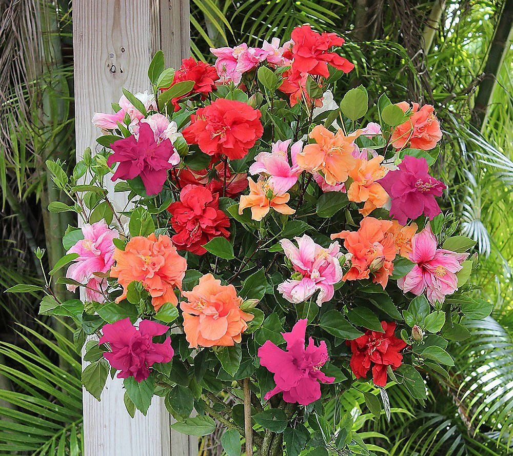 Hibiscus rosa-sinensis seeds Seed-image-39