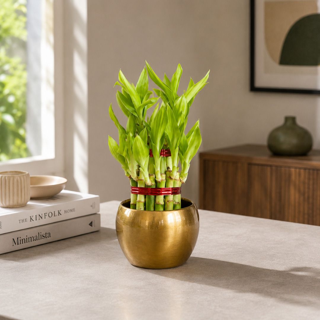 little garden Lucky Bamboo Plant-picture-13