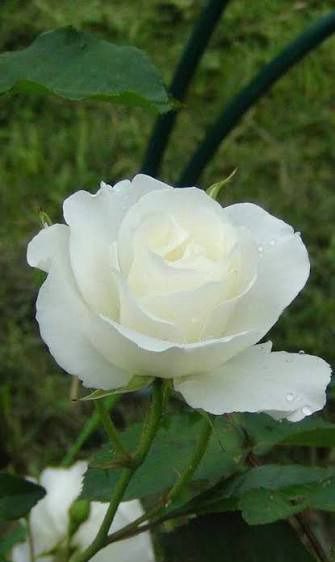 mummysshop Rose Plant-picture-36