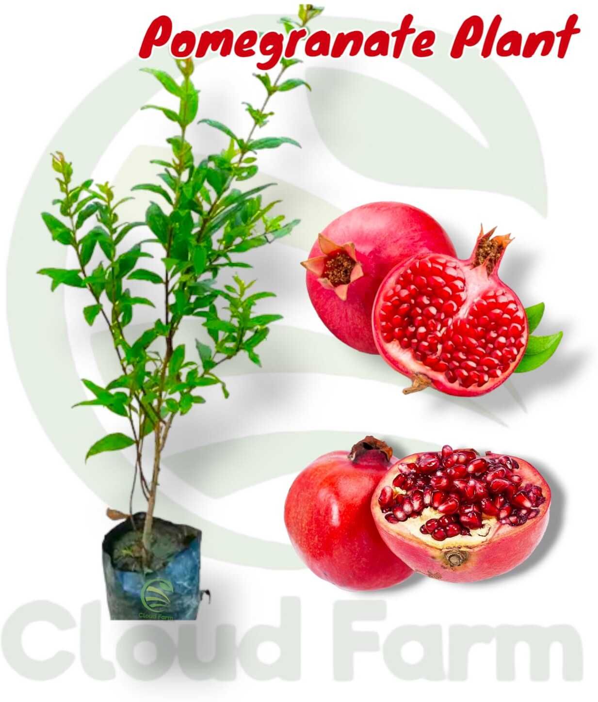 Pomegranate Plant-image-39