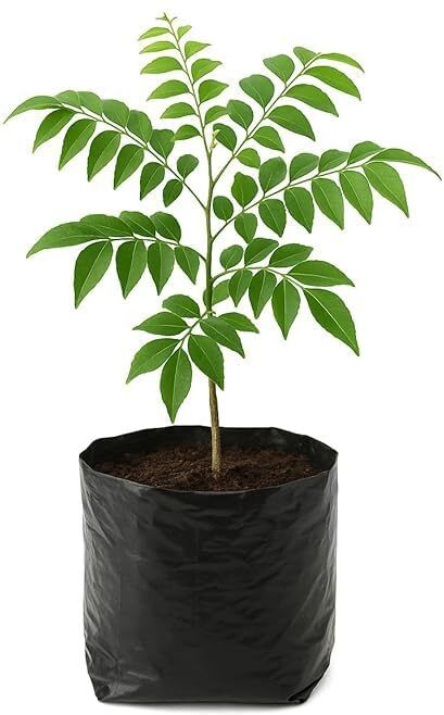 Curry Leaf Plant-image-47