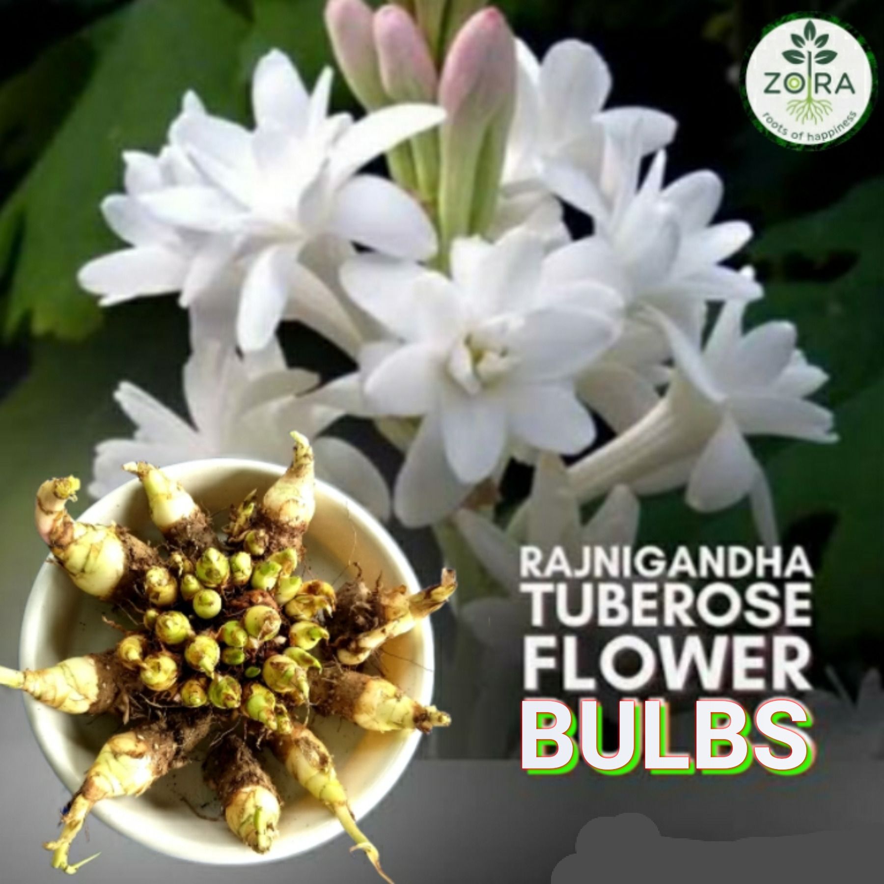 Tuberose/Rajnigandha Plant-image-15