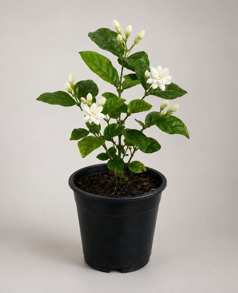 whitebreeze Mogra Flowering Plant-picture-35