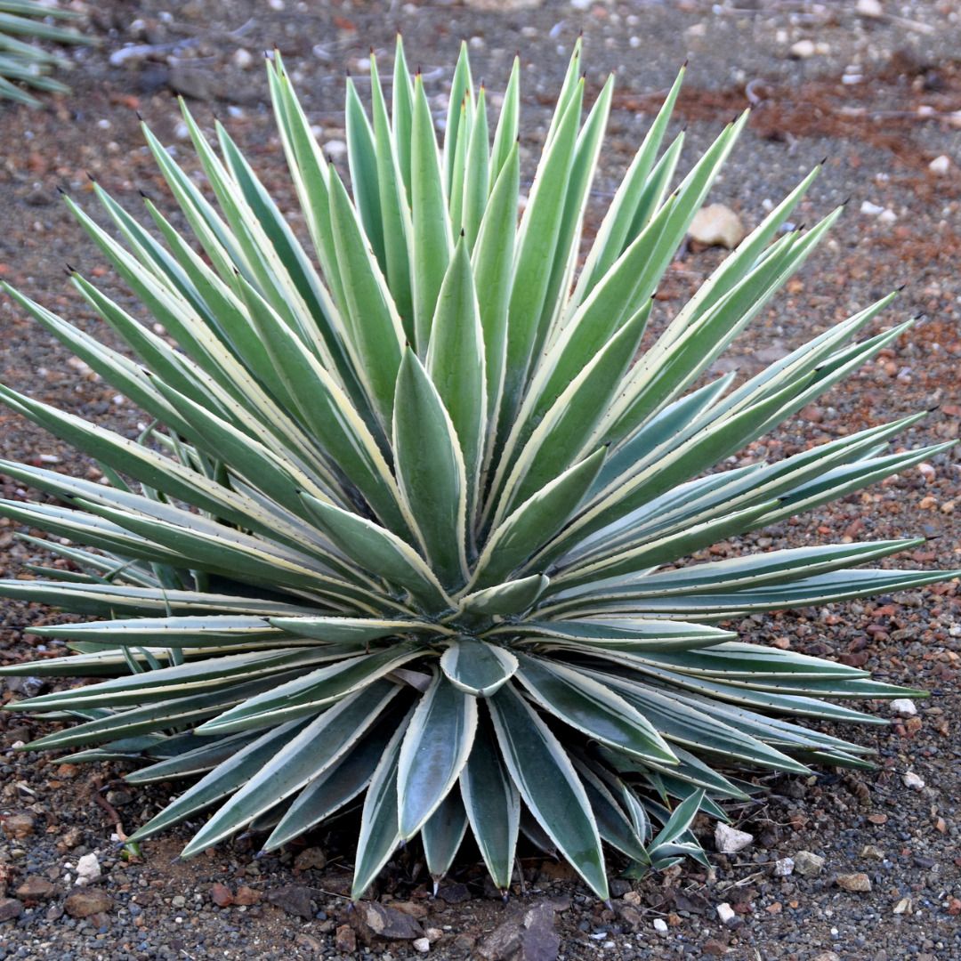 abc Agave Potatotium Plant-picture-33
